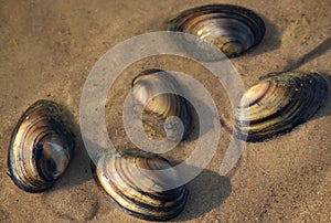 shells on the sand at water edge