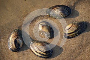 shells on the sand at water edge