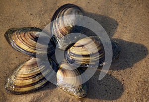 shells on the sand at water edge