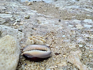 clam shells in the white sandy sea