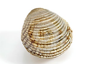 Clam, venus verrucosa, Shell against White Background