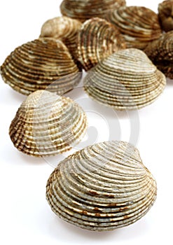 Clam, venus verrucosa, Shells against White Background