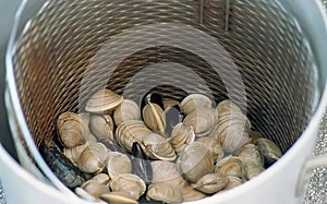 Clambake on the Beach