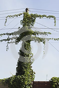 Clamberer ivy entwined electric pole with wires