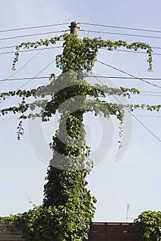 Clamberer ivy entwined electric pole with wires photo