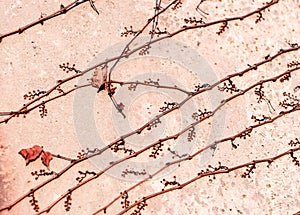 Clambering plant Parthenocissus - Virginia creeper. Floral background.