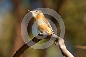 Clamorous reed-warbler