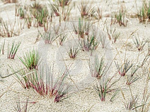 Clamps of dune grass - Slowinski National Park, Poland