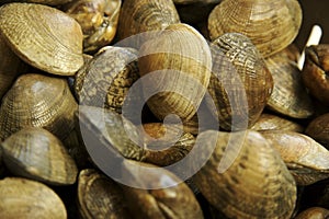 Clams