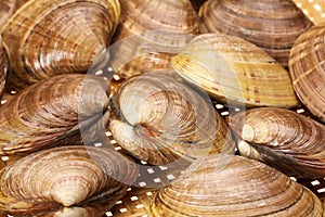 CLAMS