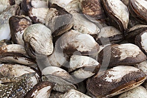 Clams