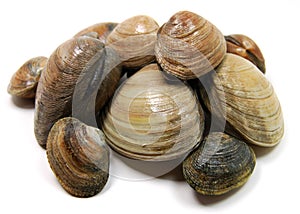 Clams