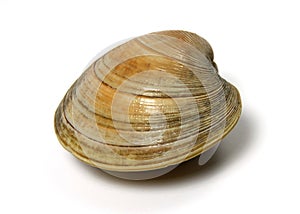 Clams