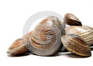 Clams