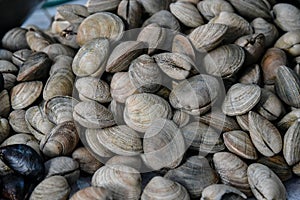 Clams at Angelmo Fish Market in Puerto Montt, Chile