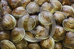 Clams Background