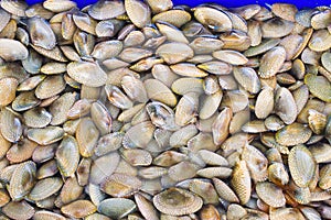 Clams