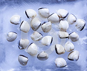 clams on a background of ice