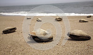 Clams on a beach