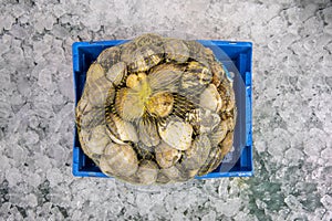 Clams are bivalves belonging to the venerid family, with compressed bodies that are housed inside a shell, generally made up of