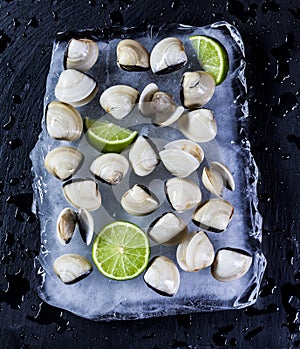 clams in a block of ice