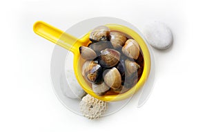 Clams - catch of the day photo