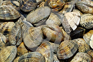 Clams Close-up