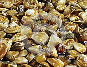 Clams closeup in the market