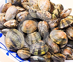 Clams for cooking