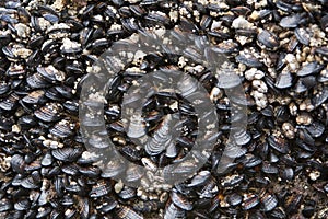 Clams covering sea seashore ocean shore line rocks