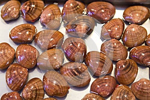 Clams expose for sale in a shop