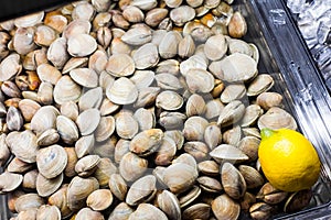 Clams in the Fish Counter of a Restaurant