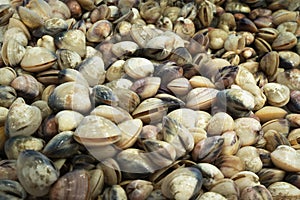 Clams in the fish counter of the seafood department of the supermarket.