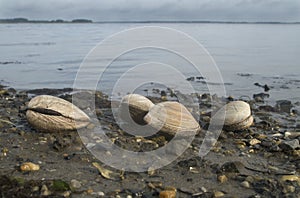 Clams at Low Tide