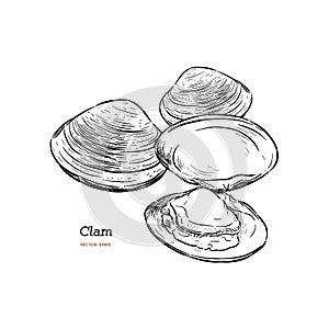 Clams, mussels, seafood, sketch style vector