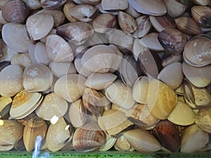 Clams on sale in an Asian wet market