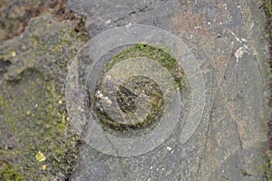 Clams and shells that remain on the rocks of the Cantabrian