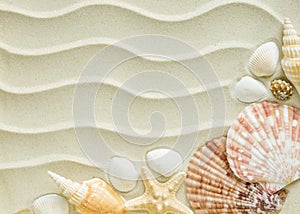 Clams and starfishes on the sea sand