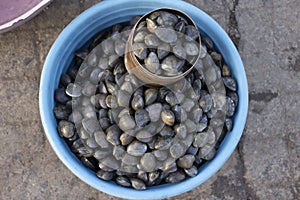 Clams or Tisrya, Mirkarwada, Ratnagiri, Maharashtra, India.