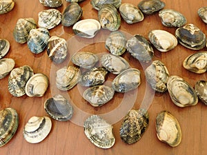 Clams to eat