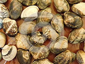Clams to eat