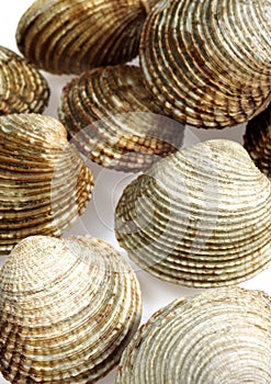 Clams, venus verrucosa, Shells against White Background