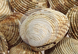 Clams, venus verrucosa, Shells against White Background