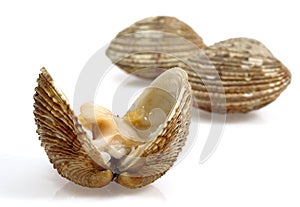 Clams, venus verrucosa, Shells against White Background