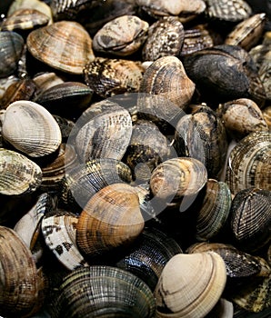 Clams vongole
