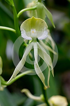 Clamshell orchid