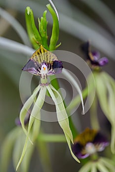 Clamshell orchid Prosthechea cochleata extraordinary flower with clam-shaped dark-purple lips