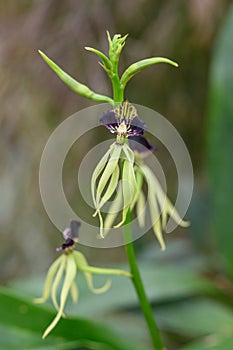 Clamshell orchid Prosthechea cochleata, spiderflower with clam-shaped dark-purple lips