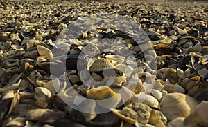 Clamshells on the beach
