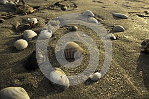 Clamshells on the beach